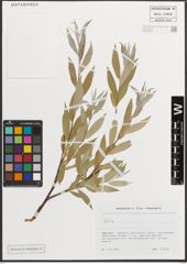 Foto von Salix L.
